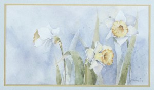 daffodils